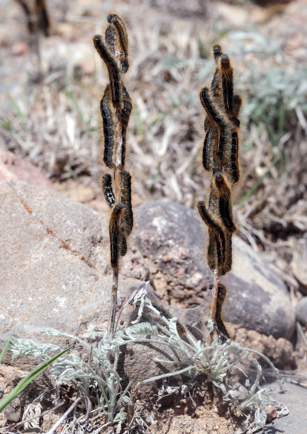 Image of genus Artemisia specimen.