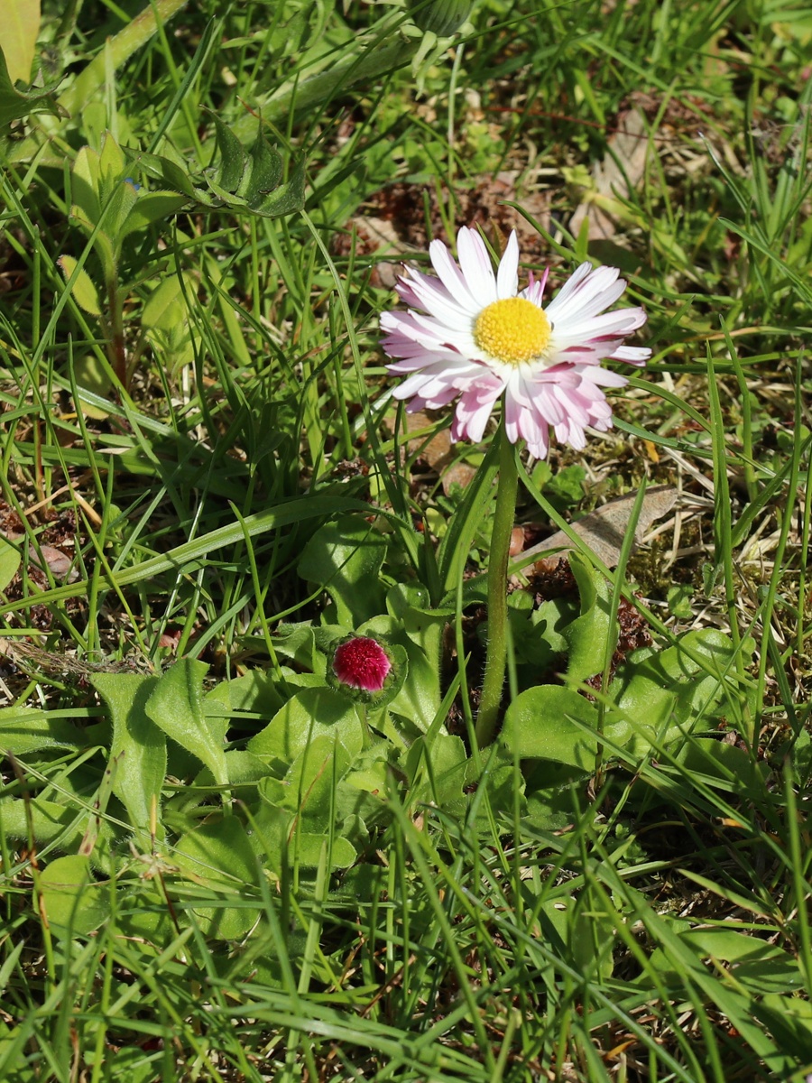 Image of Bellis perennis specimen.