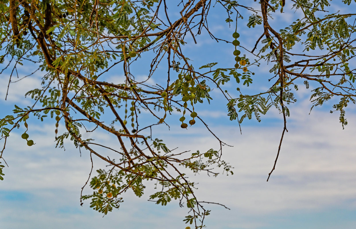 Image of Vachellia nilotica specimen.