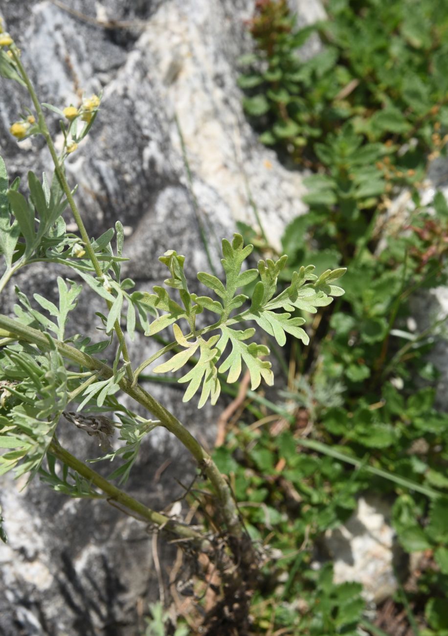 Image of Artemisia absinthium specimen.