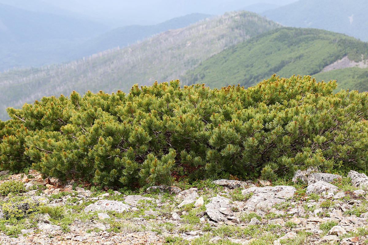 Image of Pinus pumila specimen.