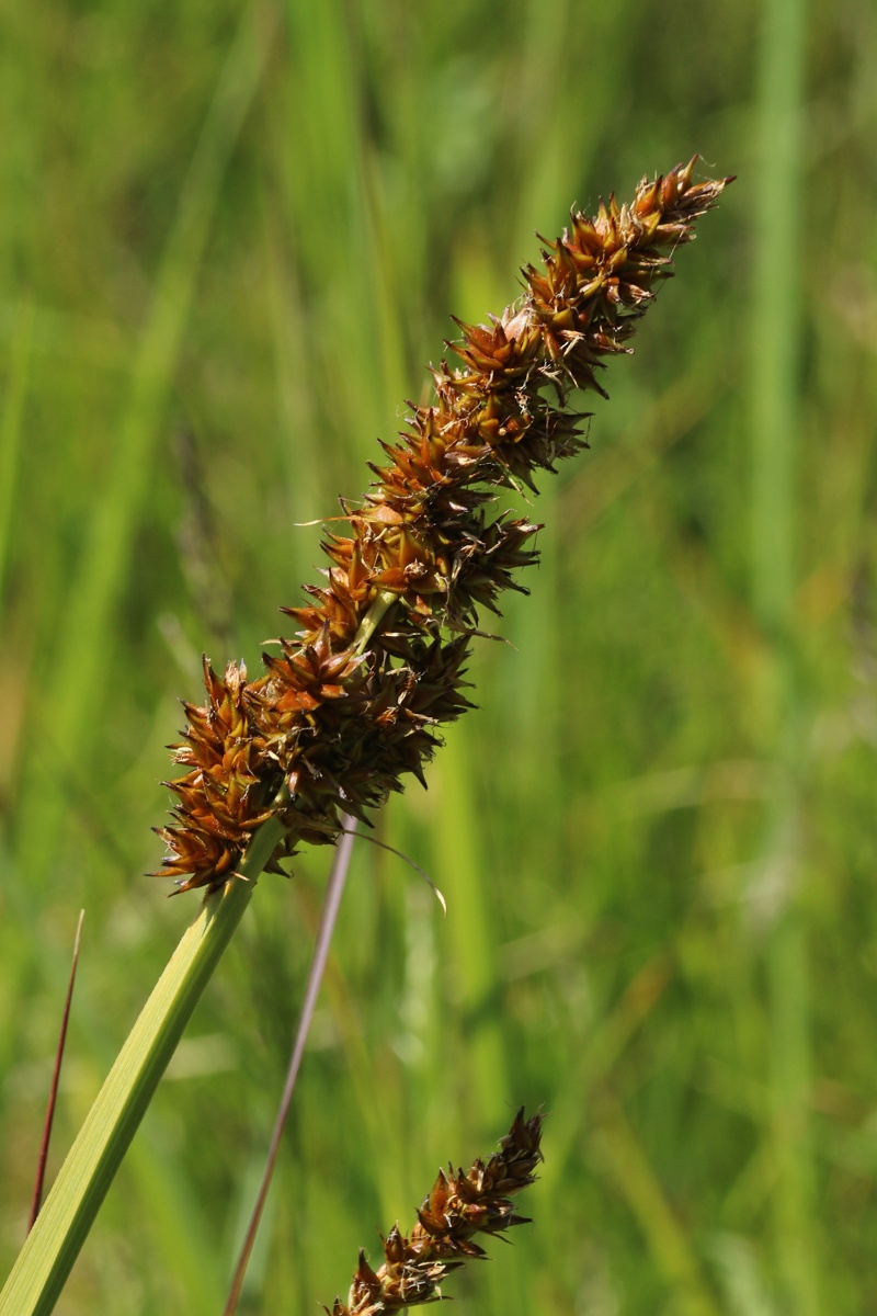 Image of Carex vulpina specimen.