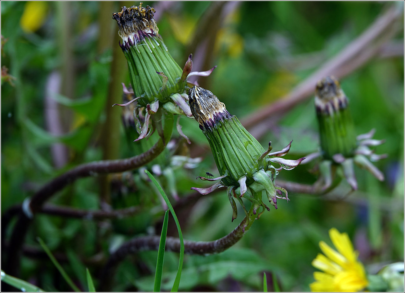 Изображение особи Taraxacum officinale.