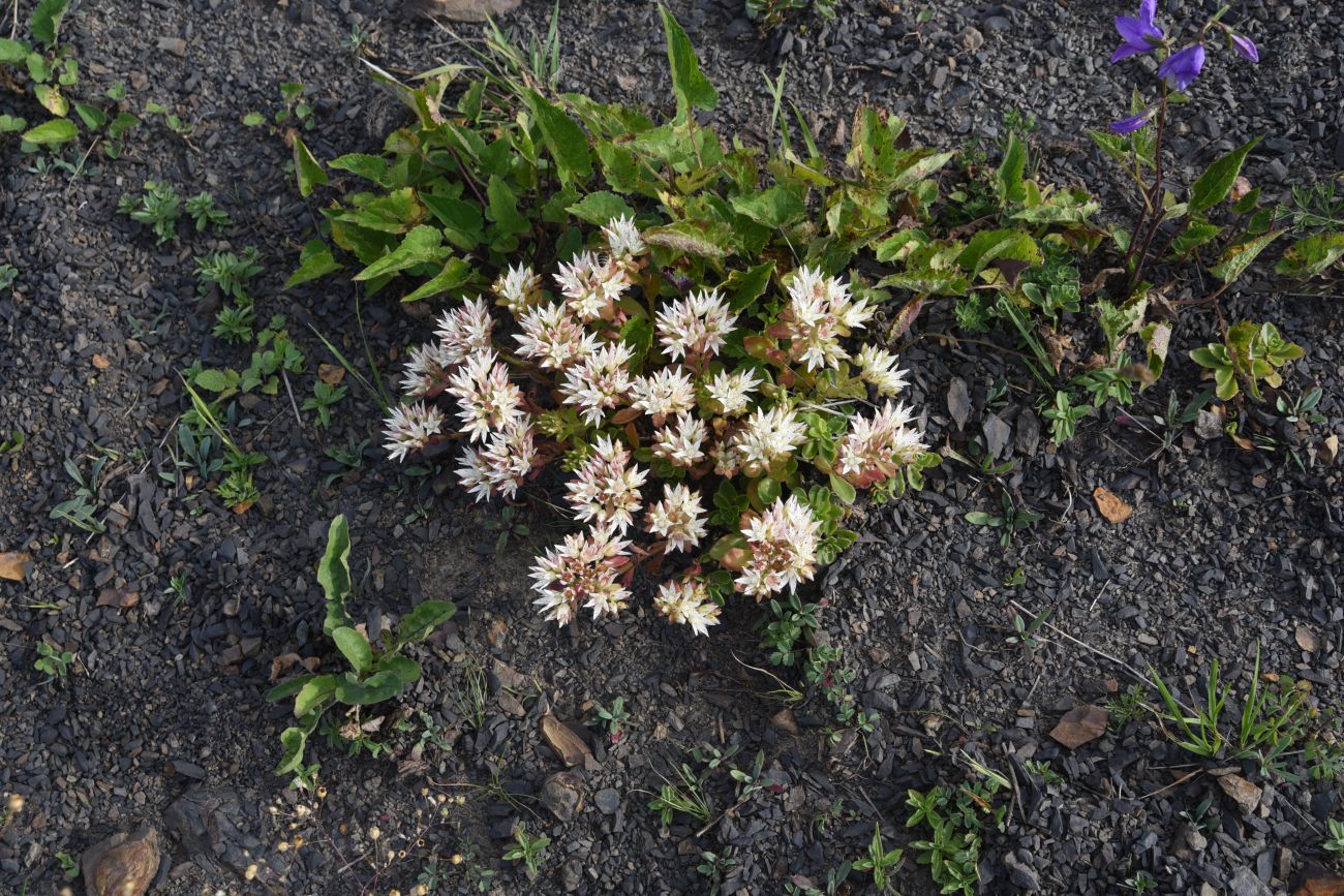 Image of Sedum oppositifolium specimen.