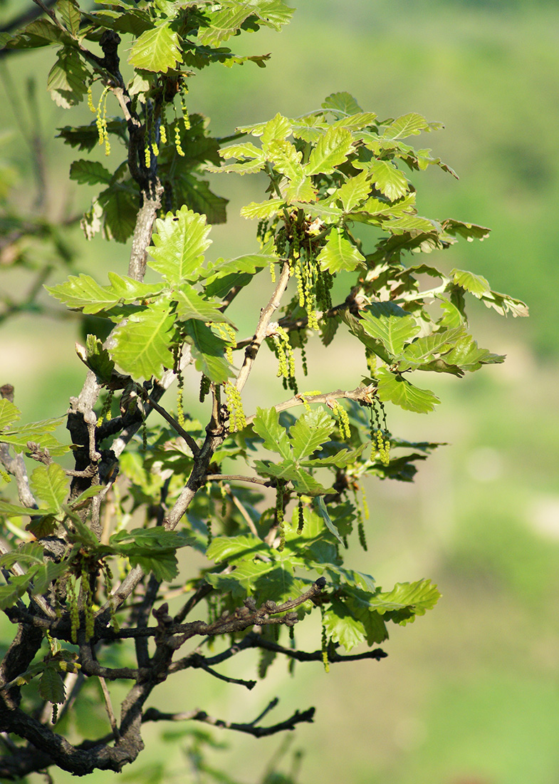 Изображение особи Quercus dentata.