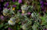 Cirsium echinus. Верхушки побегов с соцветиями. Чечня, Итум-Калинский р-н, окр. с. Ведучи, ≈ 1500 м н.у.м., луговой склон. 27.07.2022.