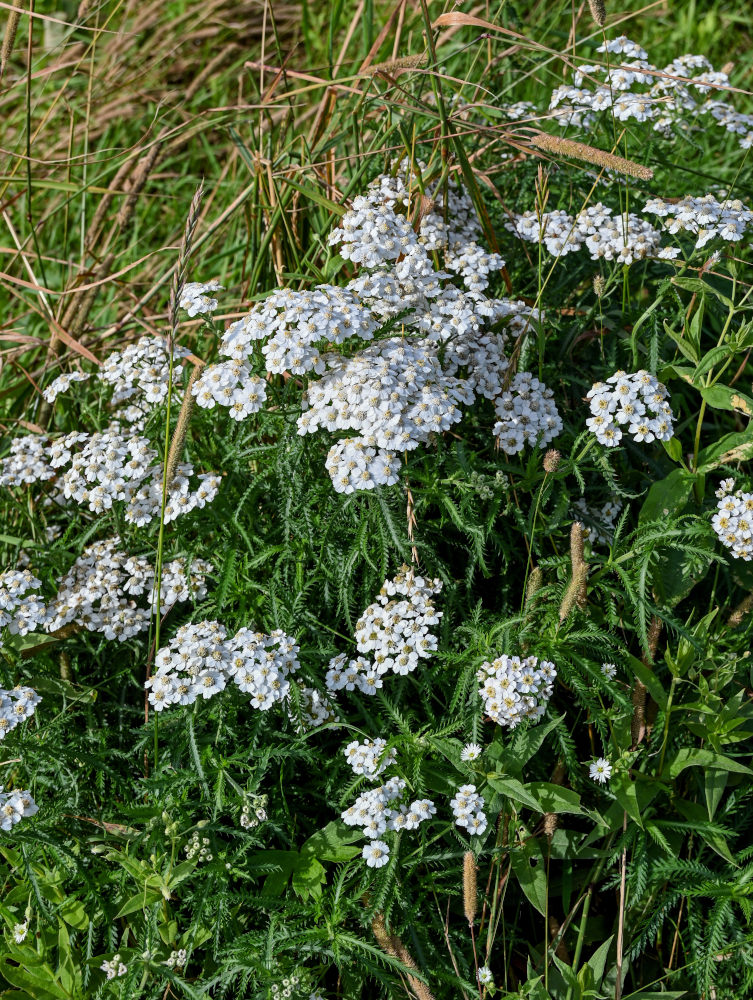 Image of Achillea camtschatica specimen.