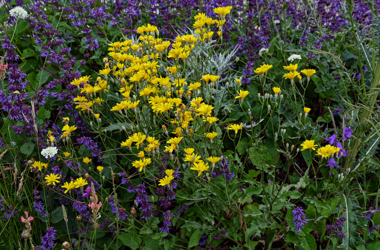 Image of Crepis sonchifolia specimen.