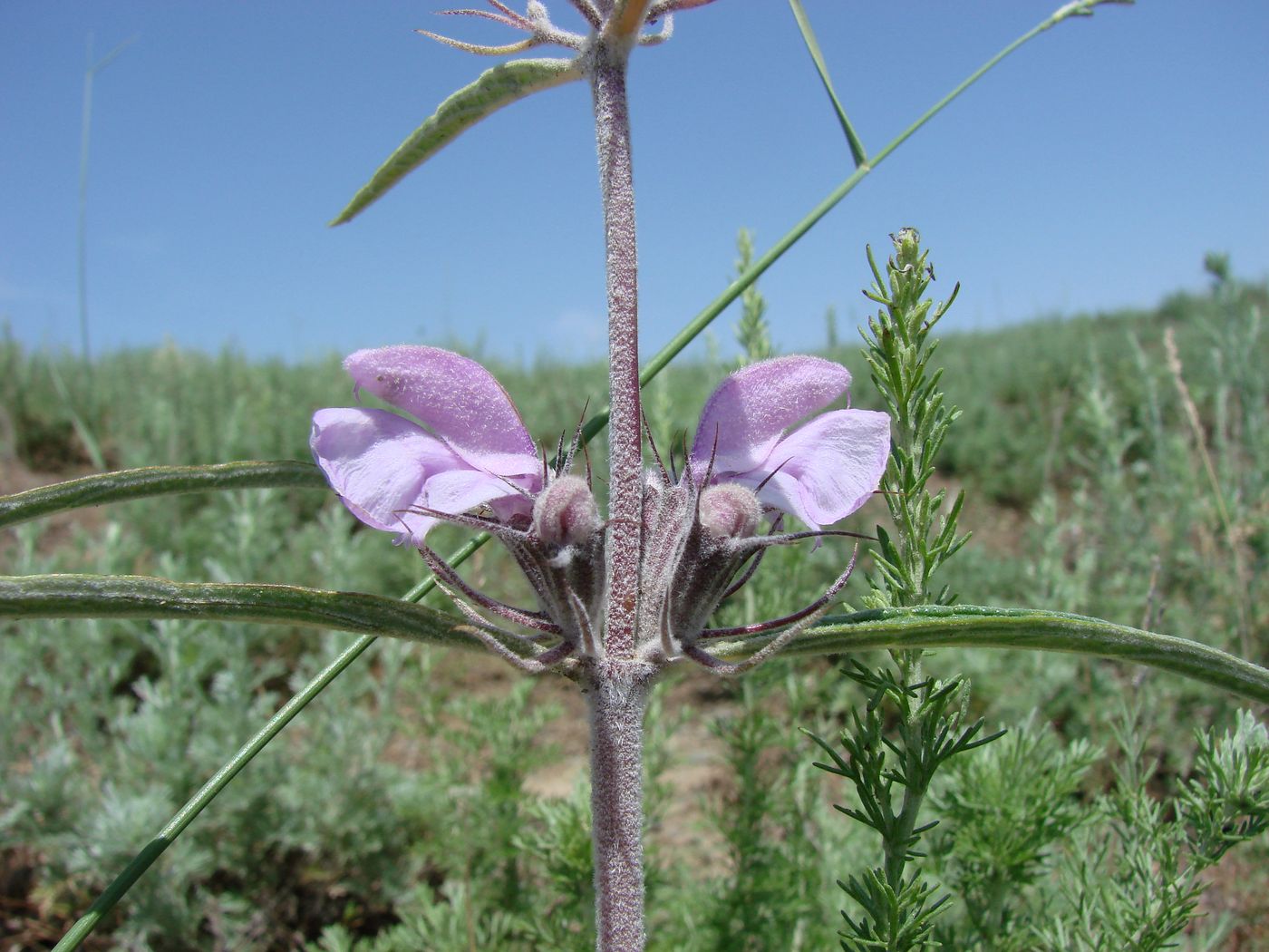 Image of Phlomis linearifolia specimen.