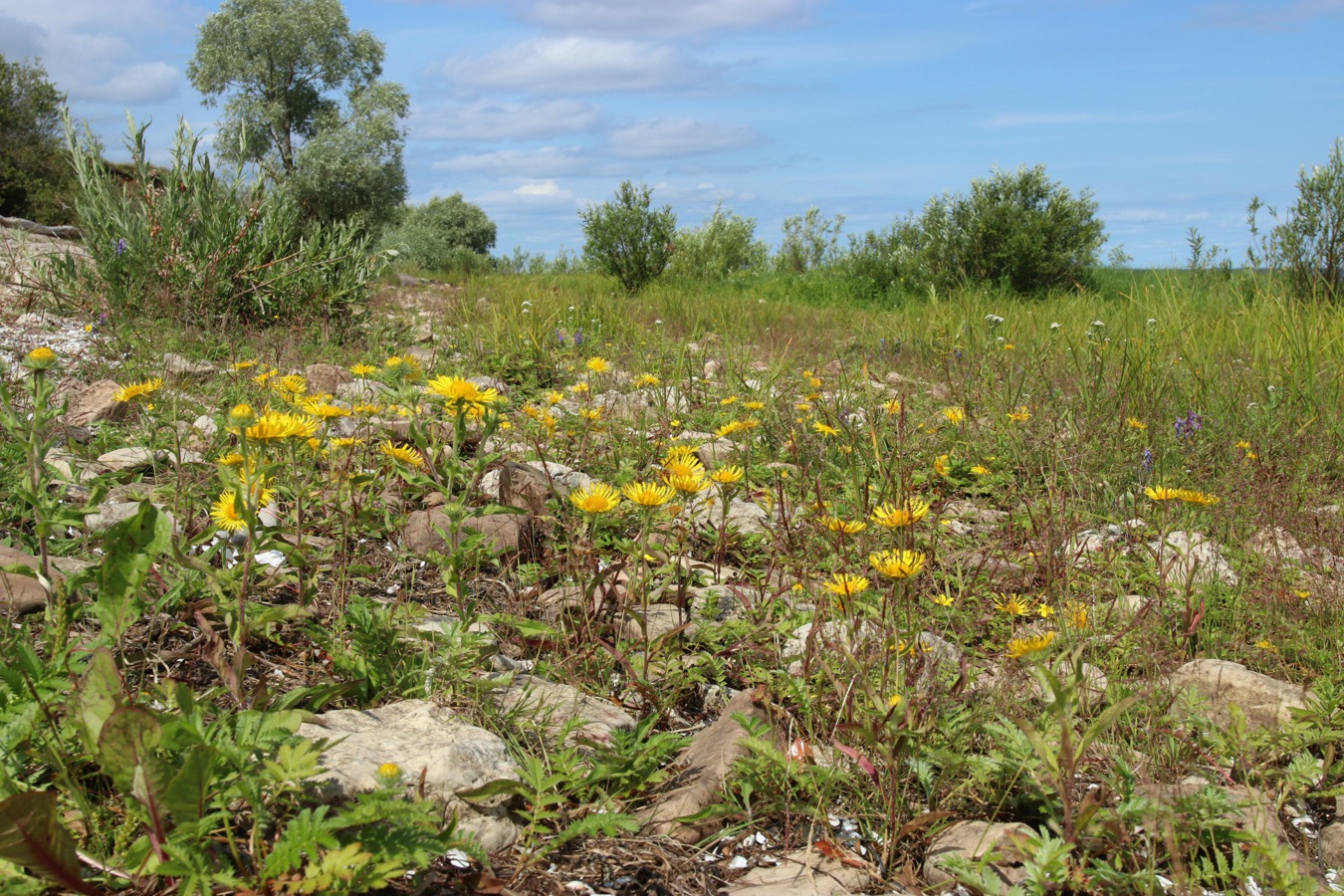 Image of Inula britannica specimen.