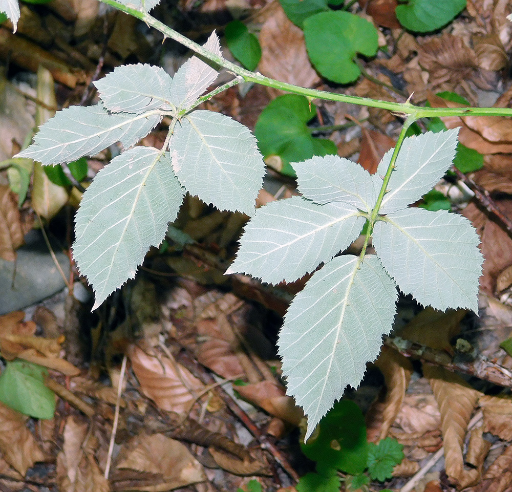 Image of Rubus ibericus specimen.