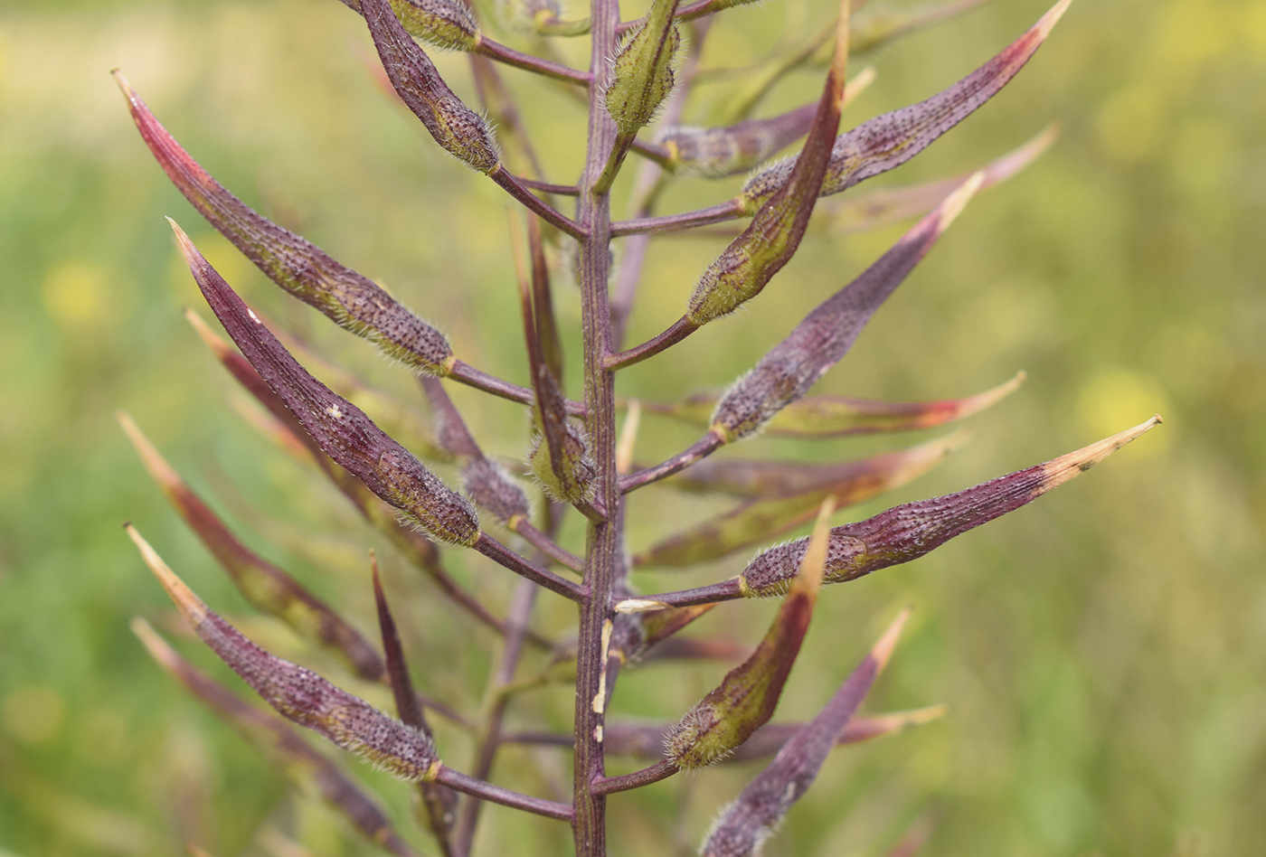 Image of Sinapis alba ssp. mairei specimen.