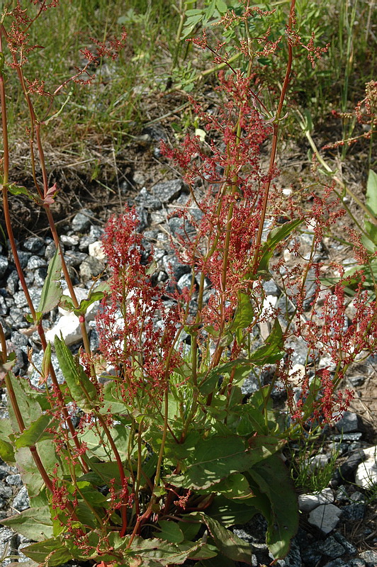 Изображение особи Rumex thyrsiflorus.