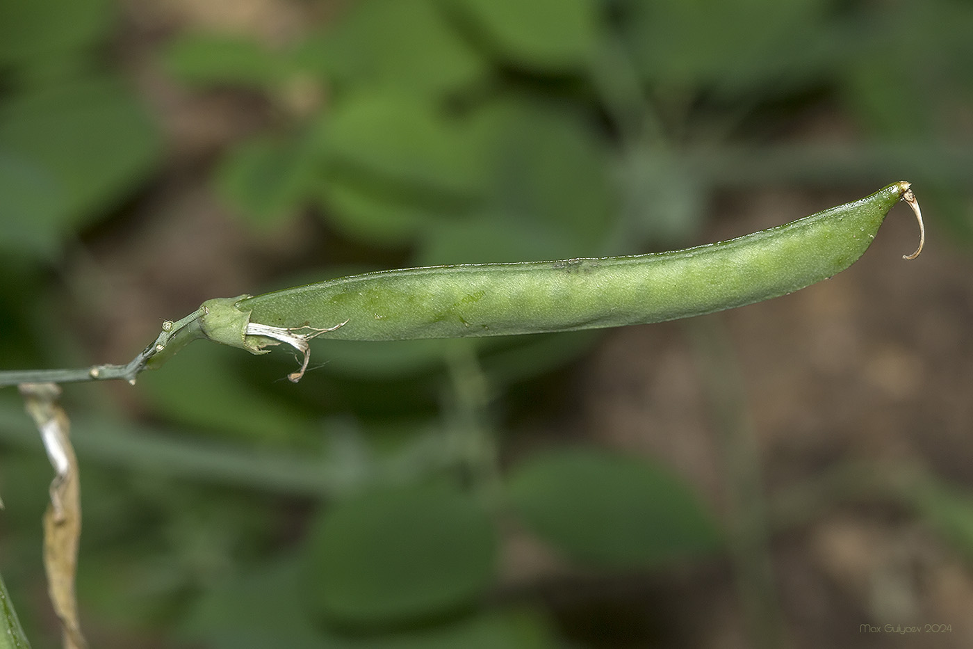 Изображение особи Lathyrus rotundifolius.