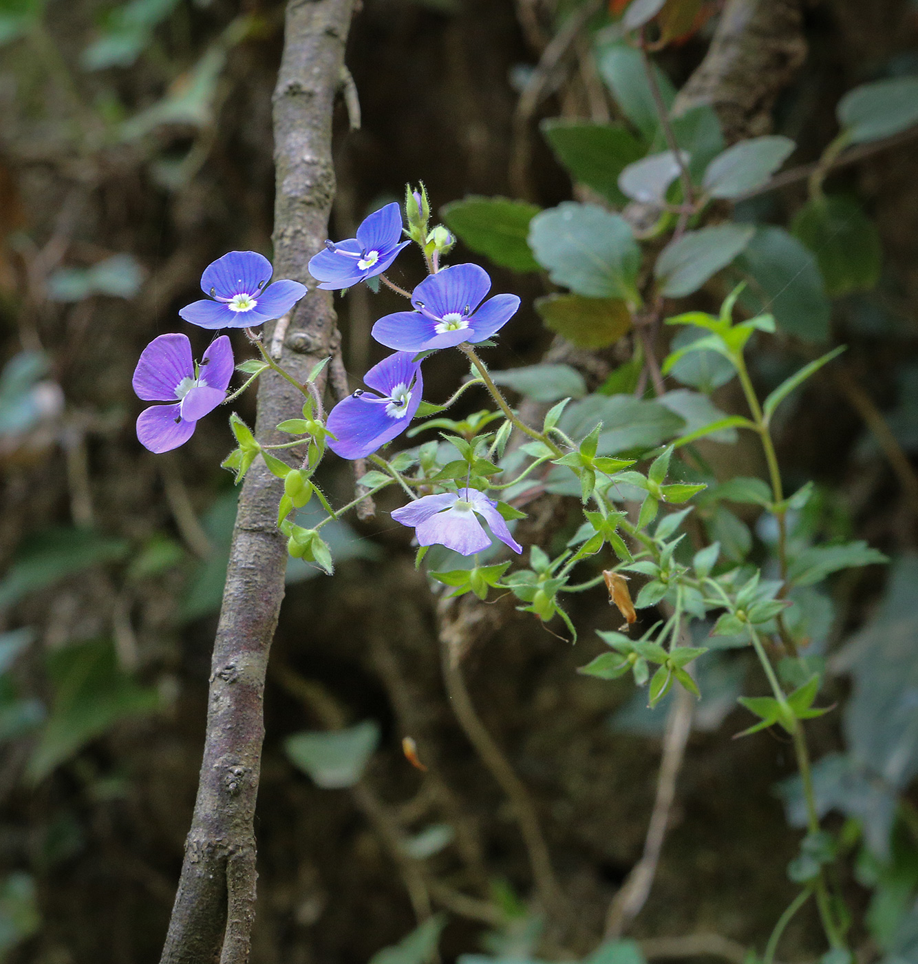 Image of Veronica umbrosa specimen.