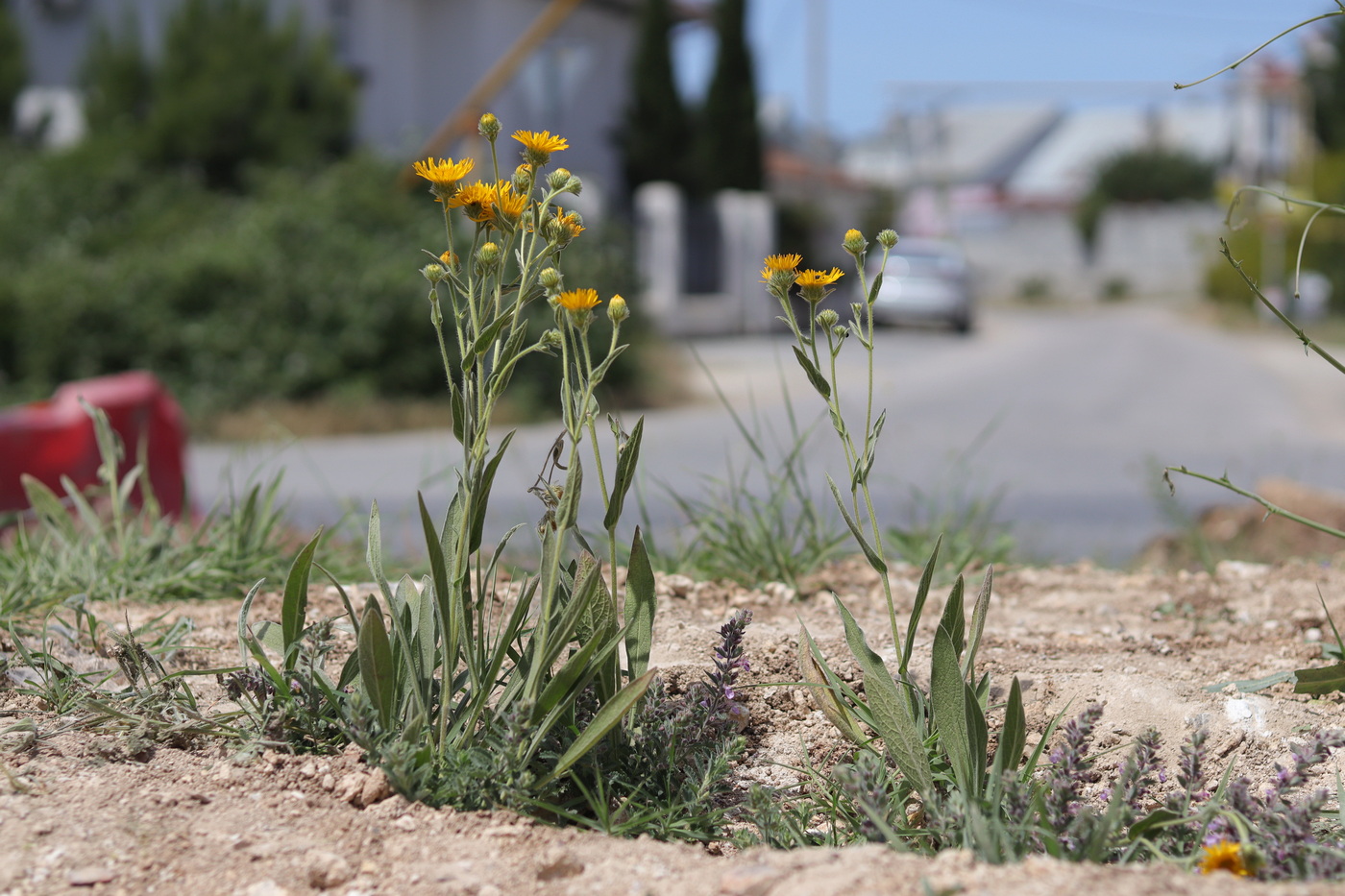 Image of Inula oculus-christi specimen.