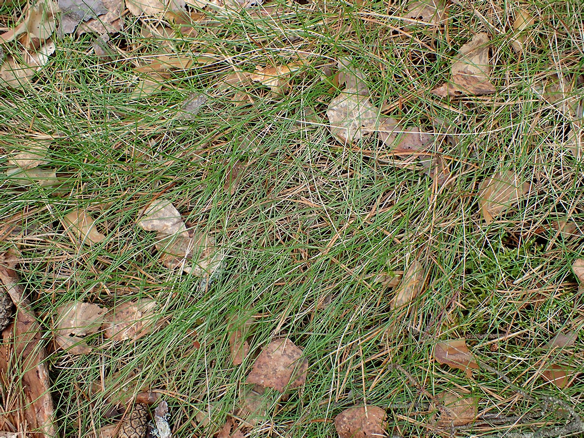 Image of Eriophorum vaginatum specimen.