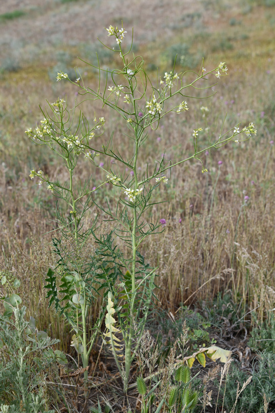 Image of Sisymbrium altissimum specimen.