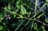 Solanum dulcamara. Верхушка побега с соцветием и незрелым соплодием. Ярославская обл., г. Ярославль, устье р. Которосль, у воды. 02.07.2024.