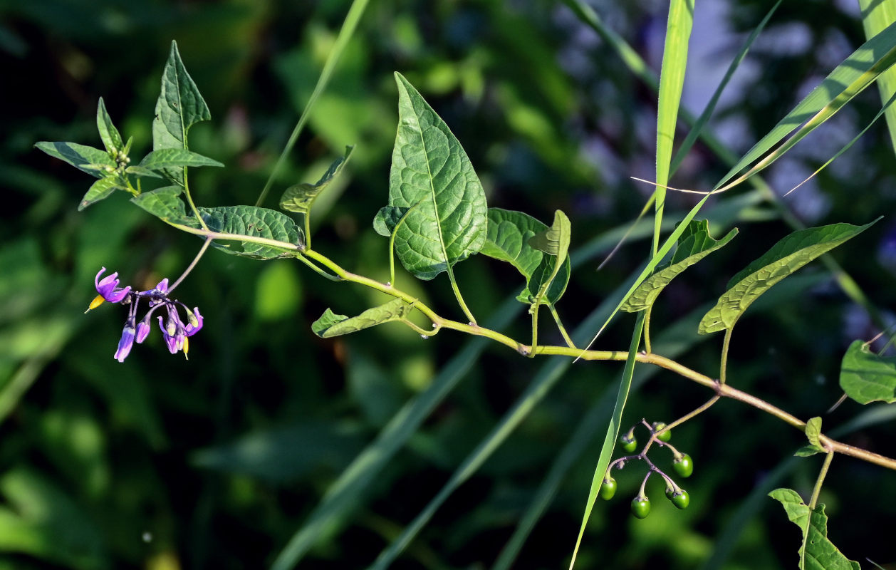 Изображение особи Solanum dulcamara.