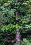 Hydrangea petiolaris