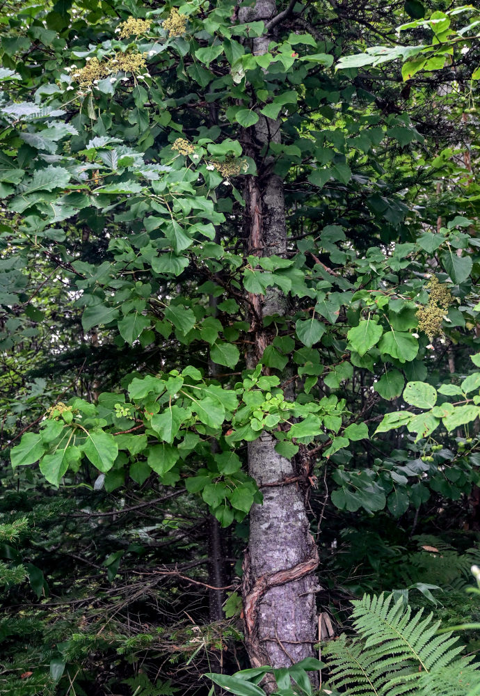 Image of Hydrangea petiolaris specimen.