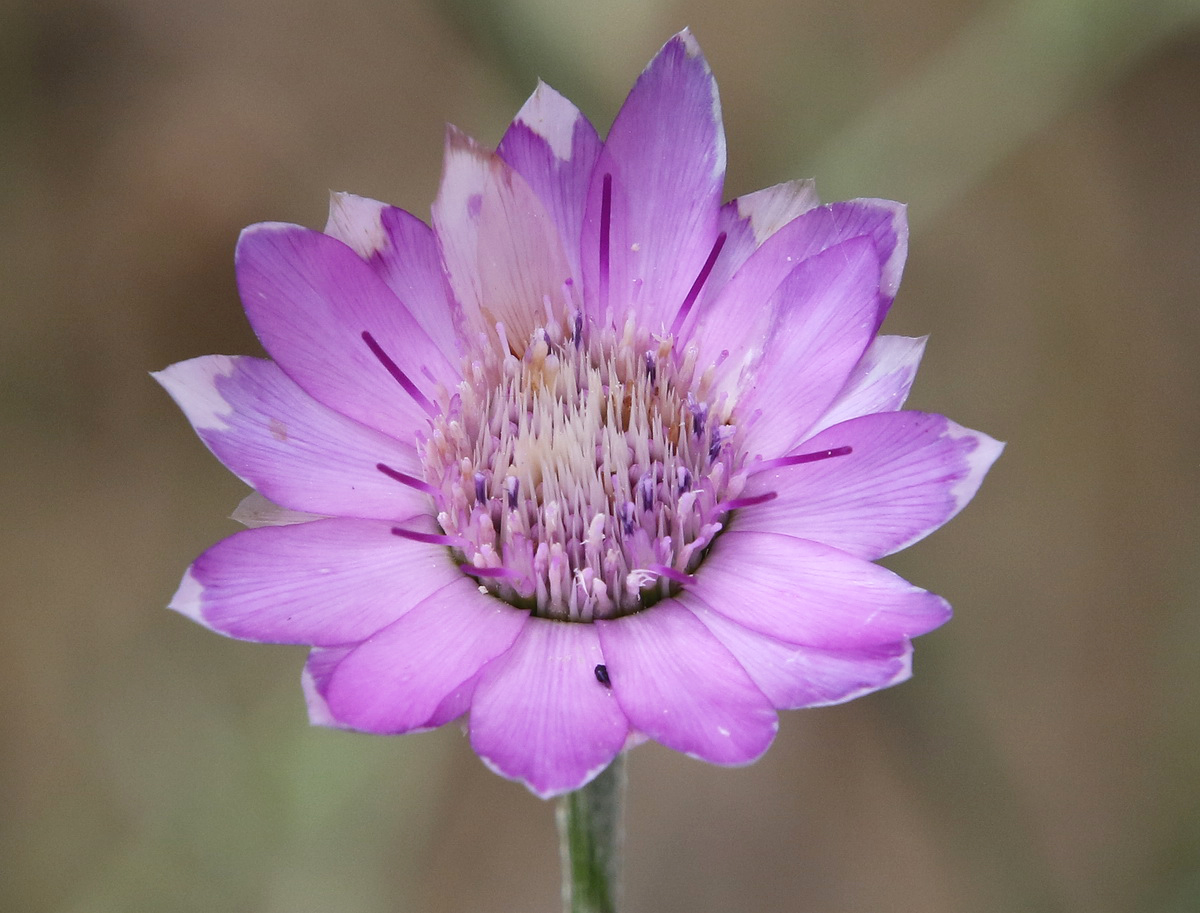 Image of Xeranthemum annuum specimen.