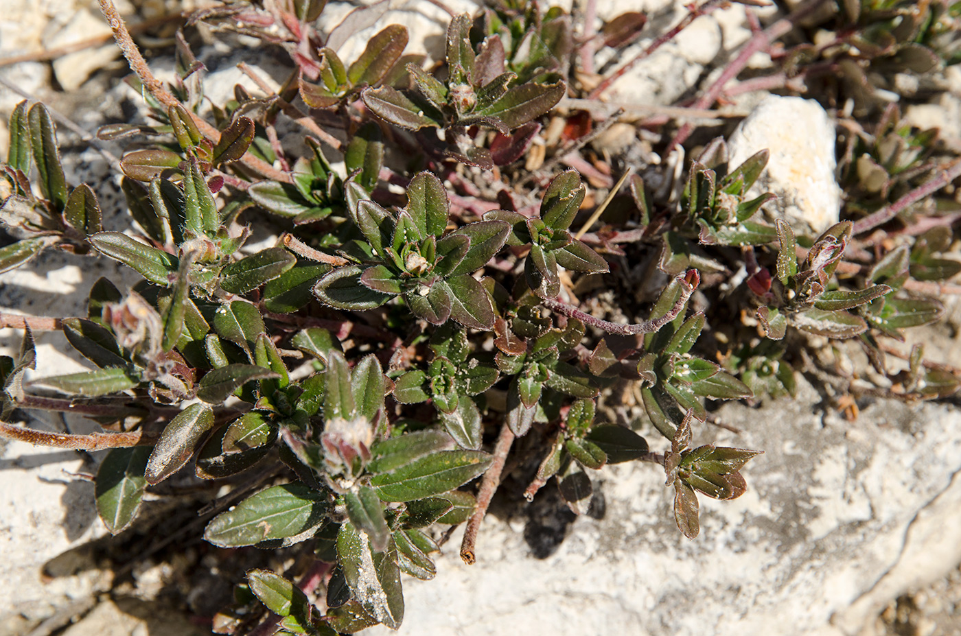 Image of Helianthemum zheguliense specimen.