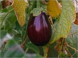 Solanum melongena. Созревающий плод. Московская обл., Раменский р-н, окр. дер. Хрипань, садовый участок. 01.09.2024.