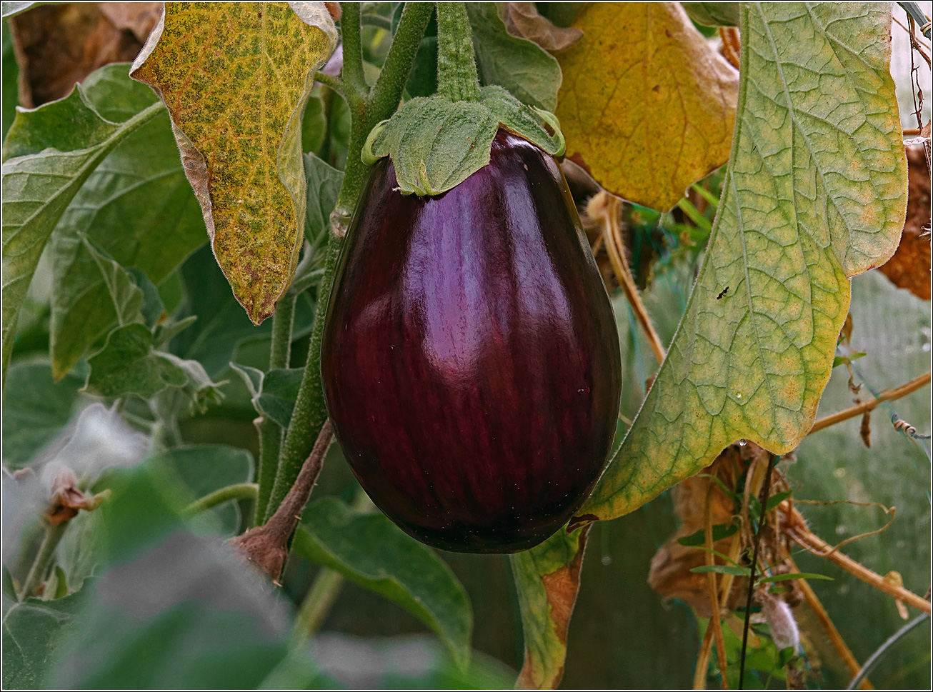 Image of Solanum melongena specimen.