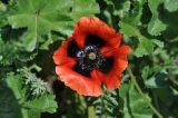 genus Papaver. Цветок. Грузия, Мцхета-Мтианети, окр. монастыря Джвари, луг. 6 мая 2019 г.