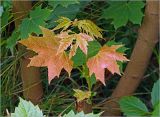 Acer platanoides