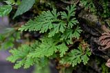 Selaginella braunii