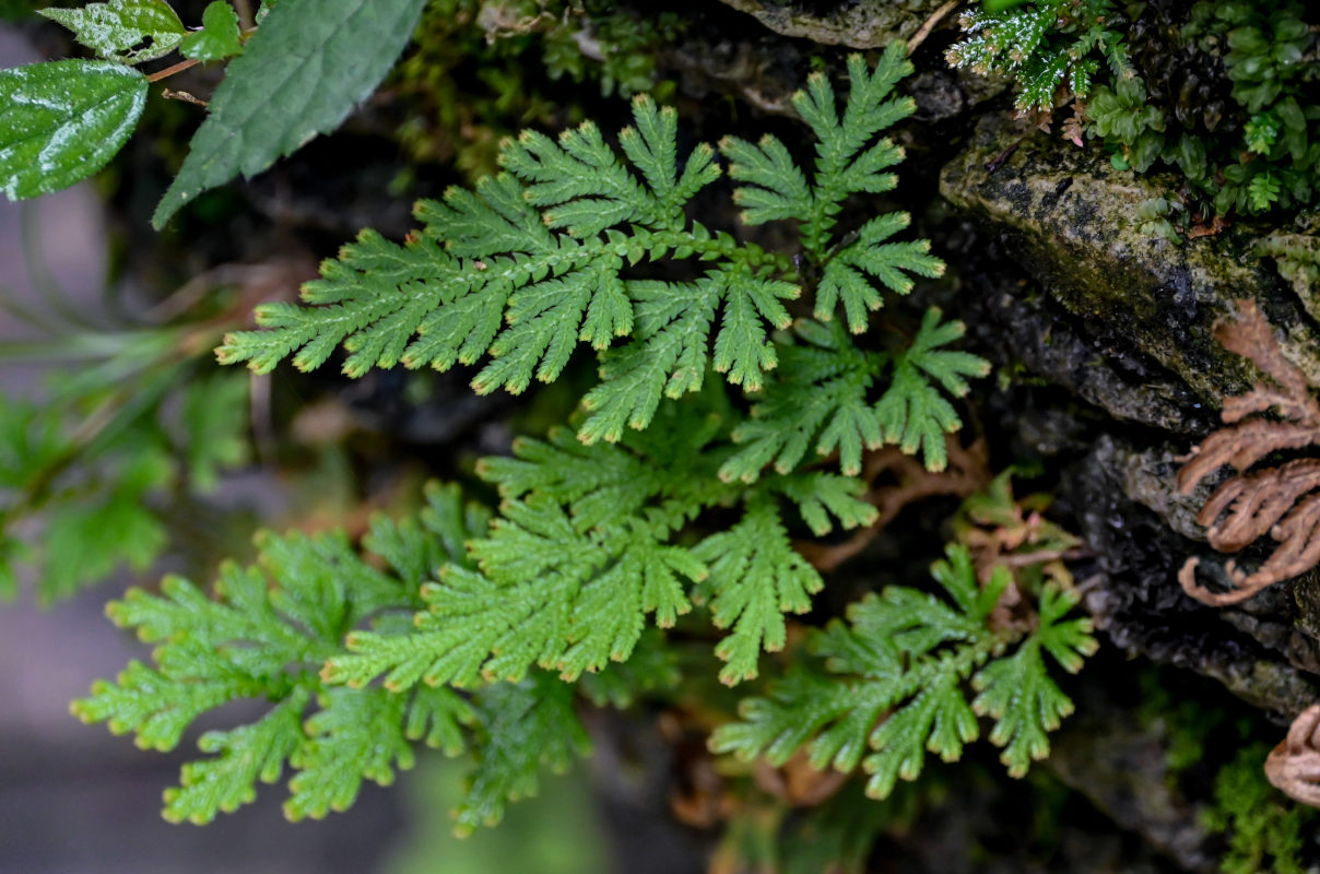 Image of Selaginella braunii specimen.