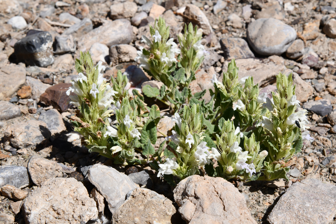 Изображение особи Dracocephalum heterophyllum.