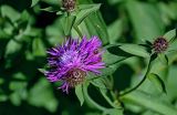 Centaurea phrygia