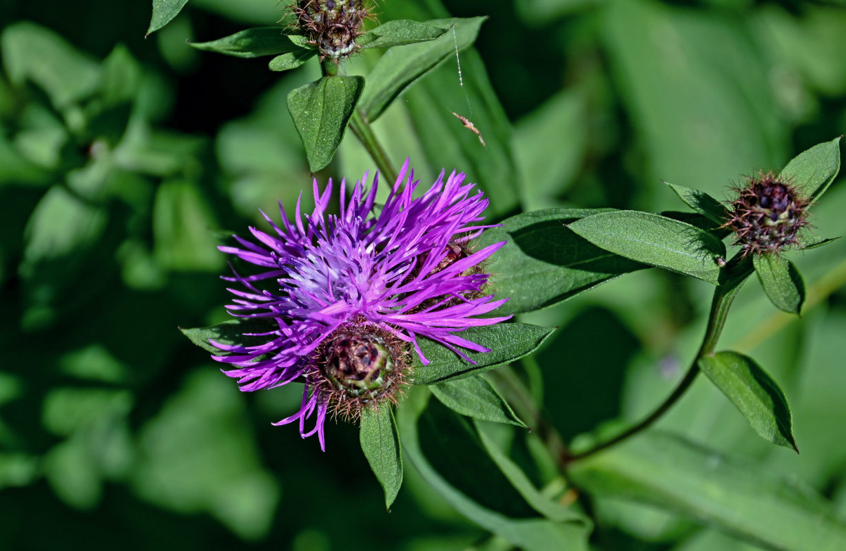 Image of Centaurea phrygia specimen.