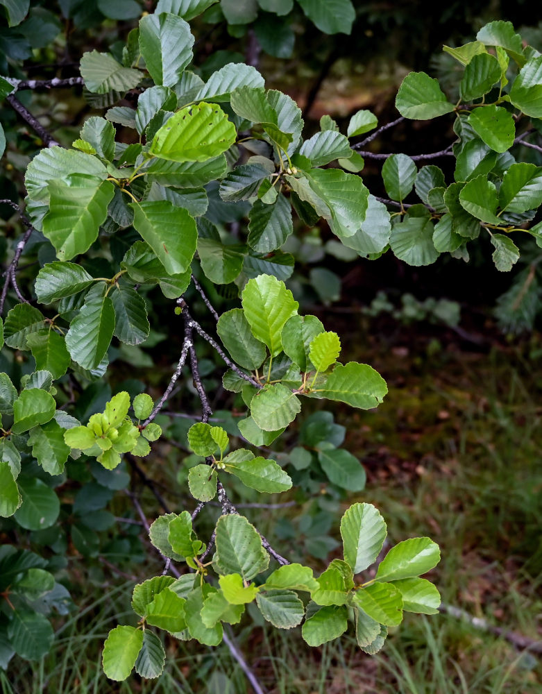 Изображение особи Alnus glutinosa.