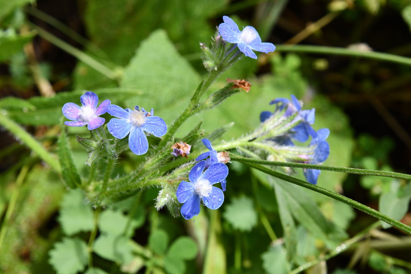 Image of Anchusa azurea specimen.