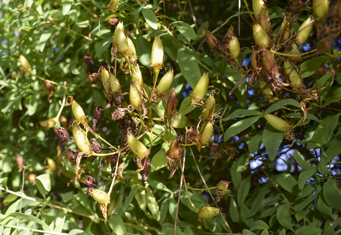 Image of Hypericum canariense specimen.