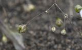 Gypsophila elegans. Соплодие. Чечня, Шаройский р-н, дол. р. Цесиахк рядом с домом Мансура, выс. ок. 1500 м н.у.м., берег реки. 28 июня 2024 г.