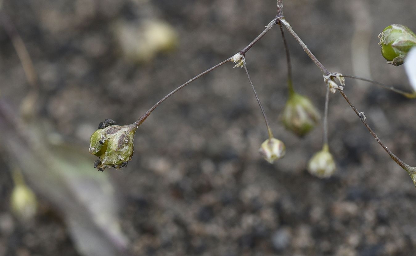 Изображение особи Gypsophila elegans.