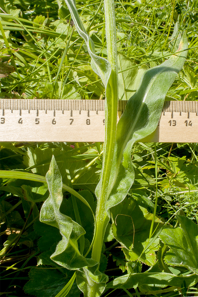 Image of Centaurea cheiranthifolia specimen.