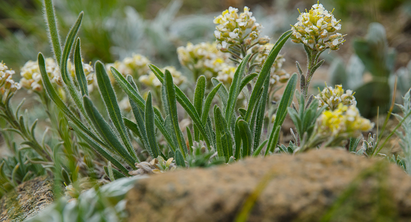 Image of Aster serpentimontanus specimen.