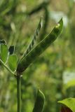 Vicia sativa. Верхушка побега с незрелыми плодами (один - с повреждением). Беларусь, Витебская обл., пос. Езерище, огород, засеянная виково-горчичной сидератной травосмесью гряда. 14.07.2024.