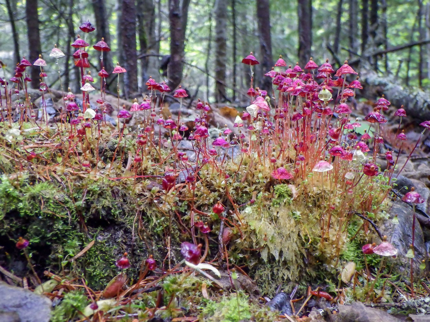 Image of Splachnum rubrum specimen.