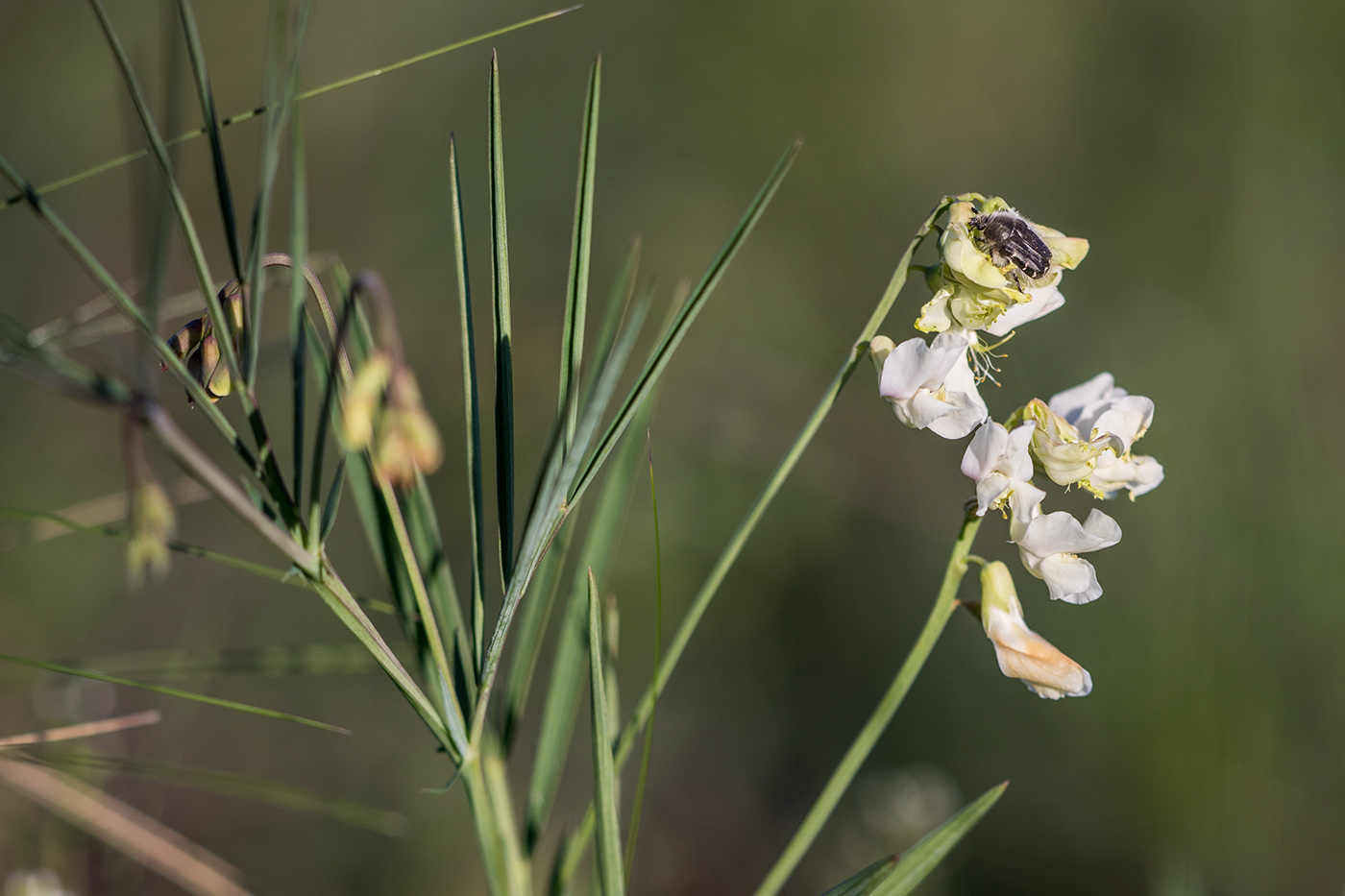 Image of Lathyrus lacteus specimen.