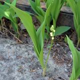 Смотреть изображение Convallaria majalis