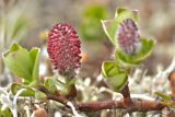 View full-size image Salix arctica