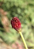 Смотреть изображение Sanguisorba polygama